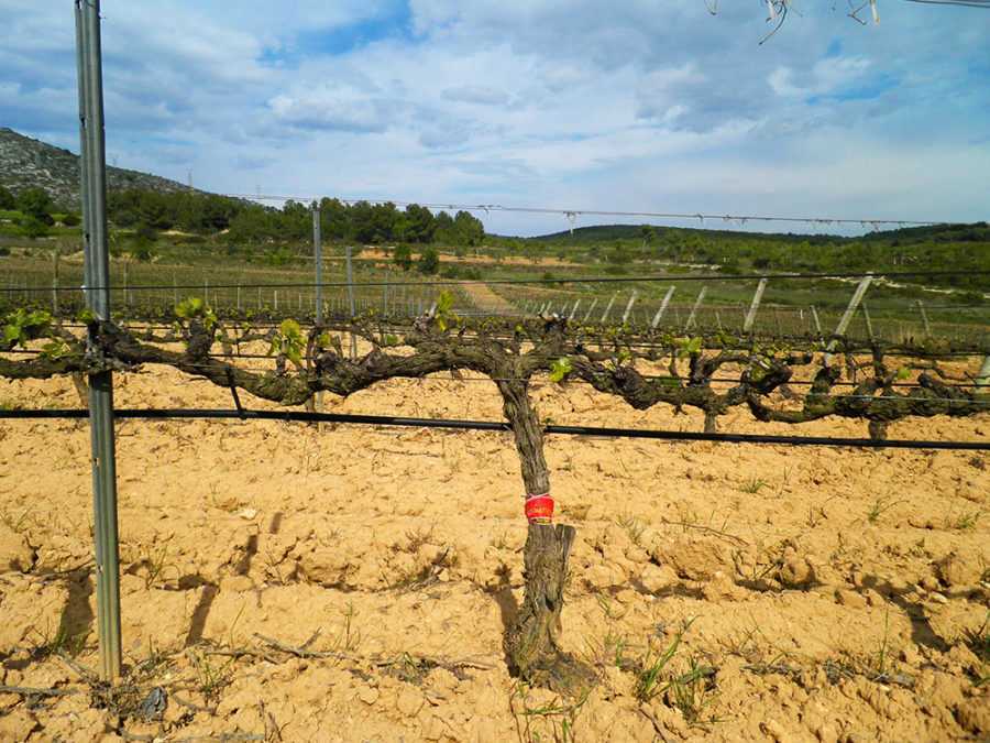 Llibreta de l’enòleg: la garnatxa