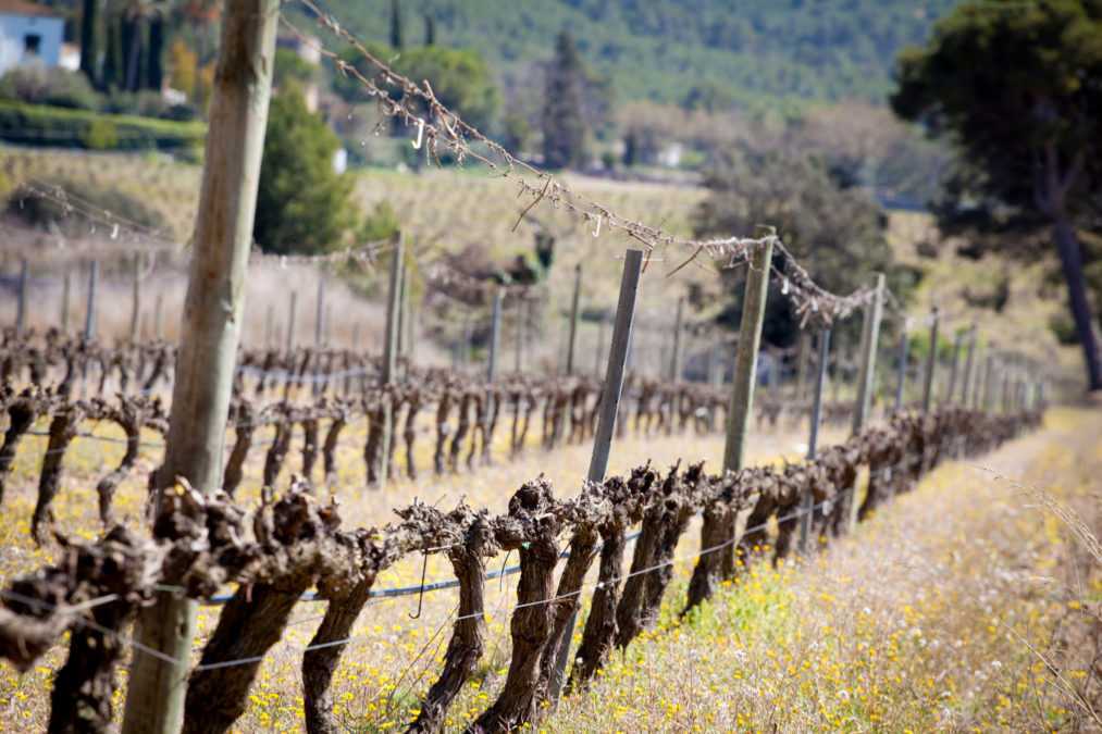 Wine Tourism: the vineyard