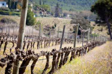 Wine Tourism: the vineyard