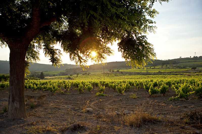 Por qué se ha de reflejar en el etiquetado de los vinos que éstos contienen sulfitos