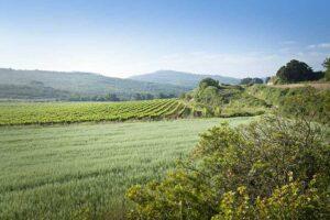 Enoturisme a Finca Viladellops