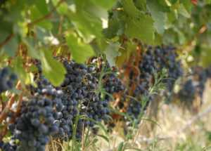 Les vinyes de cultiu ecològic a Viladellops