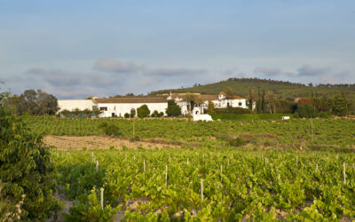 What is wine terroir: the (measurable) magic behind every glass
