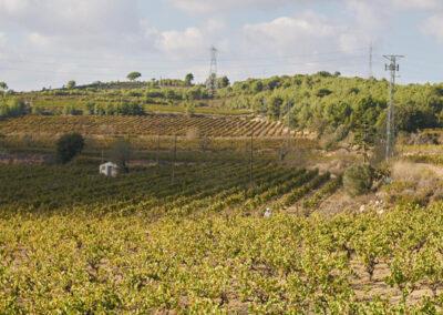 The vinyards of Finca Viladellops Wine Village