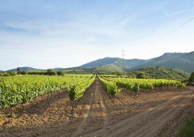 The vinyards of Finca Viladellops Wine Village