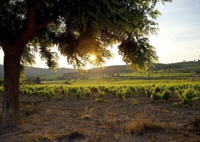 The vinyards of Finca Viladellops Wine Village